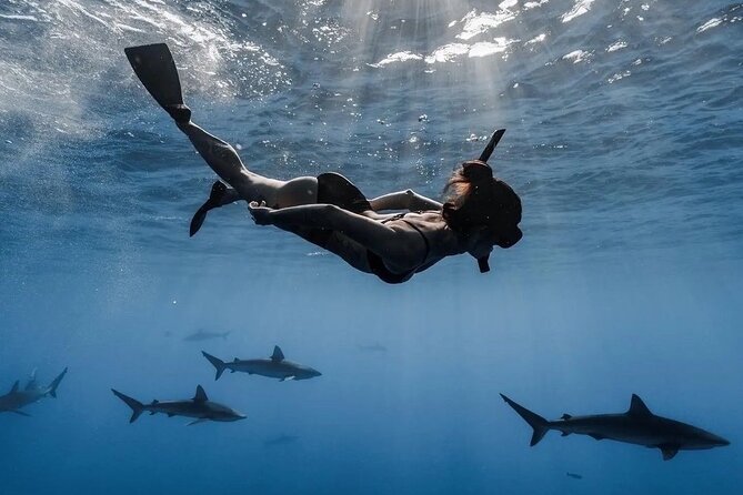 Open Water Shark Dive - Key highlights to know before you go