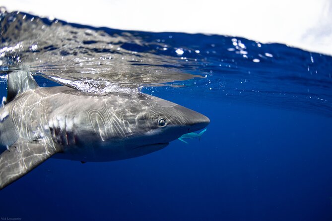 Open Water Shark Dive - Why Haleiwa’s small-group shark swim feels different