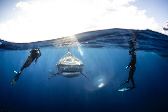 Open Water Shark Dive - Meet at Haleiwa Boat Harbor: getting there and what happens first