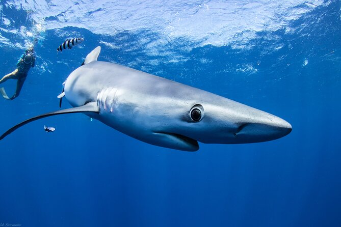 Open Water Shark Dive - Gear up and learn the rules before you ever see a shark