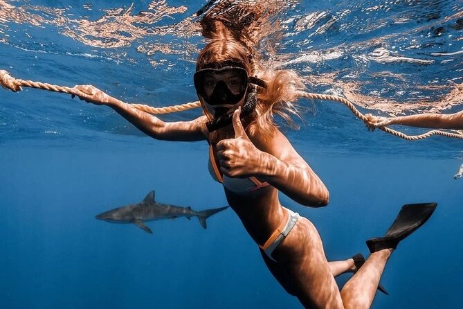 Open Water Shark Dive - Snorkel comfort and underwater photos that are worth paying attention to