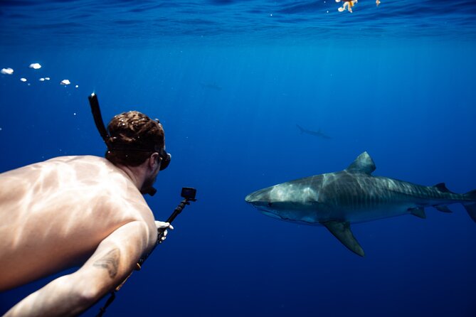 Open Water Shark Dive - Cruise back to Haleiwa: turning sightings into real learning