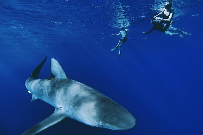 Pelagic Shark Dive Tour - Key points at a glance