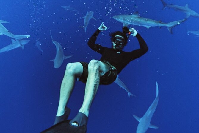 Pelagic Shark Dive Tour - How the Haleiwa small-boat setup keeps things simple