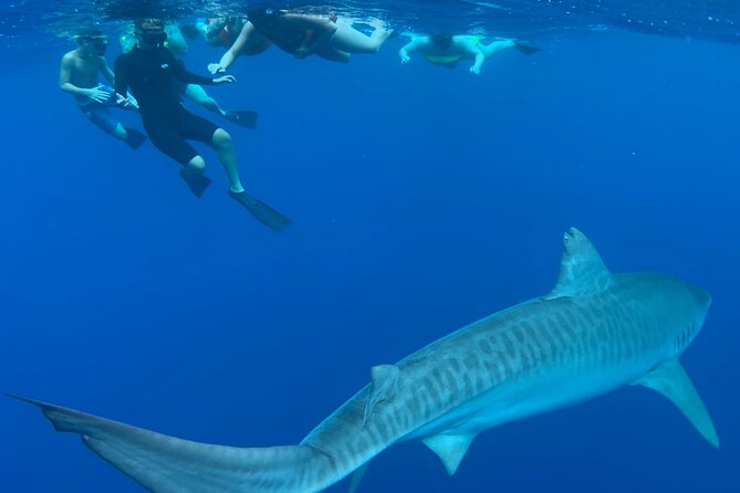 Pelagic Shark Dive Tour - The boat ride reality check: quick to get on, but seasickness can happen