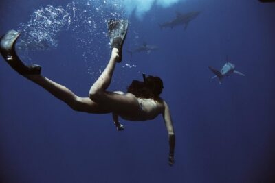 Pelagic Shark Dive Tour - What you’ll see: gray reef sharks, hammerheads, tigers, and more