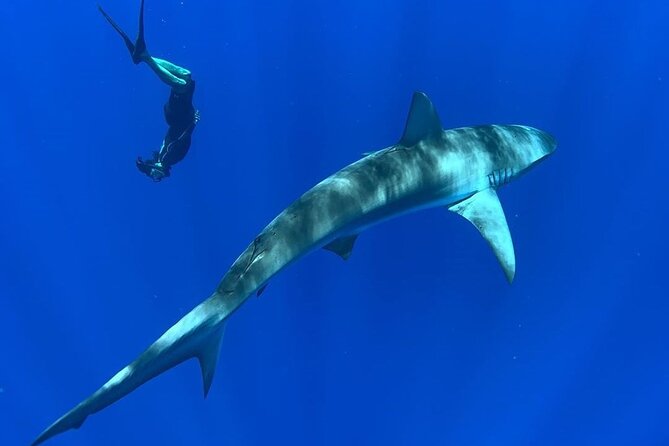 Pelagic Shark Dive Tour - Price and value: $150 for safety, gear, and souvenirs