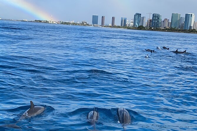 Private Catamaran Cruise and Snorkeling Tour in Honolulu - Wildlife: turtles are common, dolphins are a strong bonus, whales are a maybe