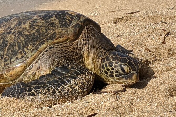 Private Oahu Circle Island Tour - Why guides like Jeffrey, Patrick, and Tiho can make or break the day