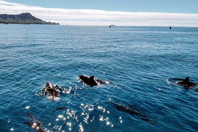 Private Snorkeling and Wildlife on The Adventure Boat - Waikiki by water: where snorkeling meets dolphin and turtle odds