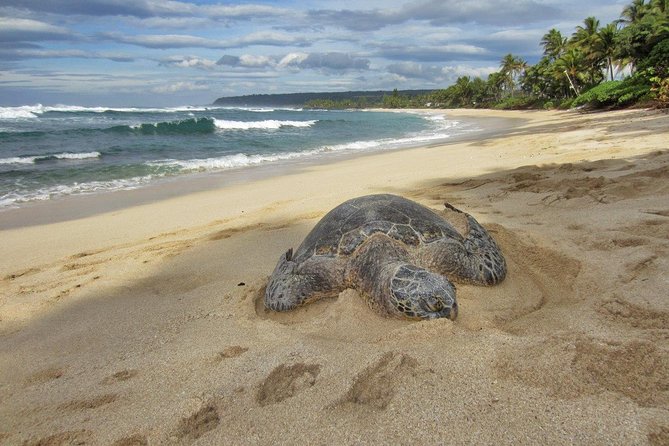 Private Tour of Oahu for 6 to 11 people - up to 8 hours - Why a Private Oahu Grand Circle Day works so well