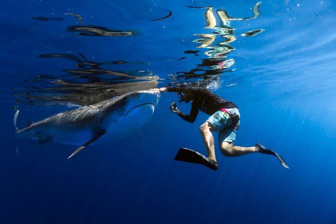 Safe and Educational Shark Dive from Haleiwa: Sharks Guaranteed - Key Points at a Glance
