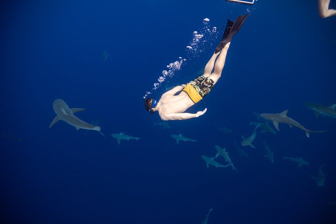 Safe and Educational Shark Dive from Haleiwa: Sharks Guaranteed - A Research-Led Shark Encounter That Feels Respectful