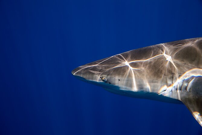 Safe and Educational Shark Dive from Haleiwa: Sharks Guaranteed - The In-Water Setup: Safety Rules, Snorkeling Gear, and a Calm Pace