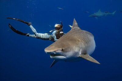 Safe and Educational Shark Dive from Haleiwa: Sharks Guaranteed - Starting at Haleiwa Commercial Loading Dock: Smooth, Local, Practical