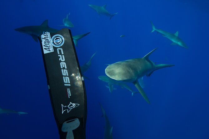 Safe and Educational Shark Dive from Haleiwa: Sharks Guaranteed - Meet the Sharks: What You’ll Actually Notice