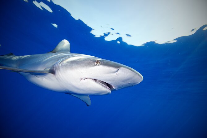 Safe and Educational Shark Dive from Haleiwa: Sharks Guaranteed - Species Seasonality and Why Timing Still Matters