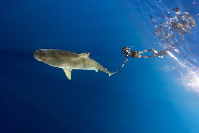Safe and Educational Shark Dive from Haleiwa: Sharks Guaranteed - Value at $165.71: Is It Worth It?