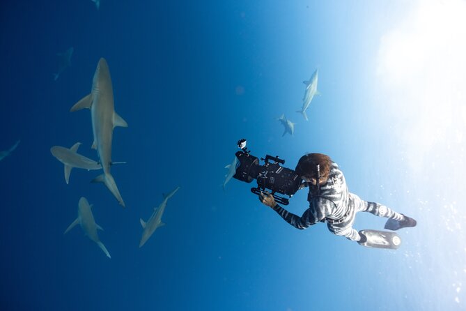 Safe and Educational Shark Dive from Haleiwa: Sharks Guaranteed - Crew Personality and What to Do If You’re Nervous