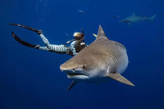 Safe and Educational Shark Dive from Haleiwa: Sharks Guaranteed - Starting at Haleiwa Commercial Loading Dock: Smooth, Local, Practical