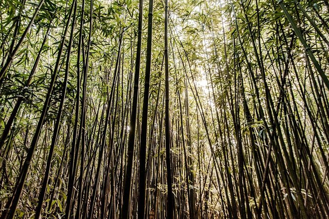 Self guided Hike Trail to Nature Walk & Waterfall - The Rainbow Valley trail to Manoa Falls: what the 2 hours feels like