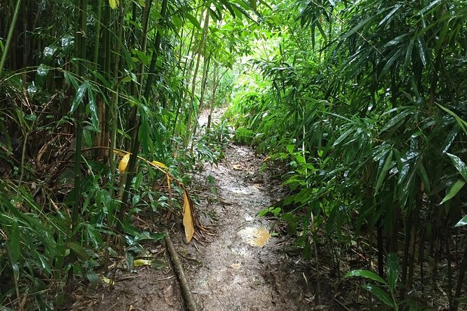 Self guided Hike Trail to Nature Walk & Waterfall - Manoa Falls itself: 15 minutes to smell the real deal