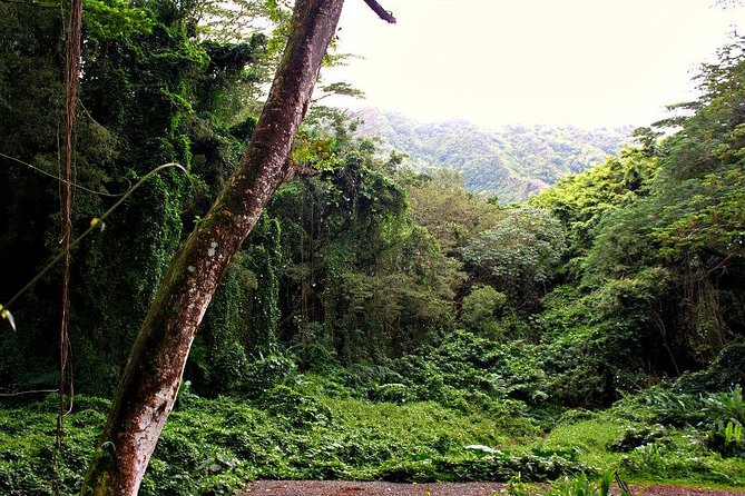 Self guided Hike Trail to Nature Walk & Waterfall - The Manoa Valley plant and plantation stories you’ll hear while you walk