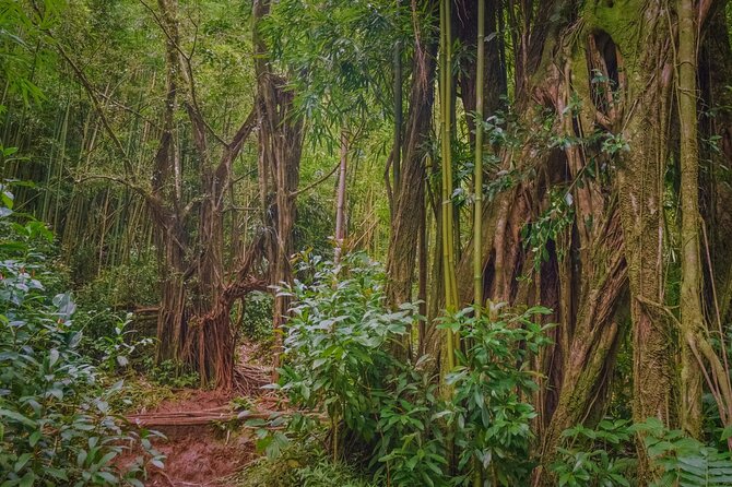 Self guided Hike Trail to Nature Walk & Waterfall - Pu’u ‘Ualaka’a State Park: the quick Honolulu view payoff