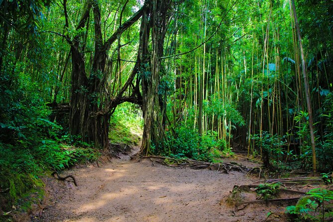 Self guided Hike Trail to Nature Walk & Waterfall - Price and value: when $79 makes sense and when it might not