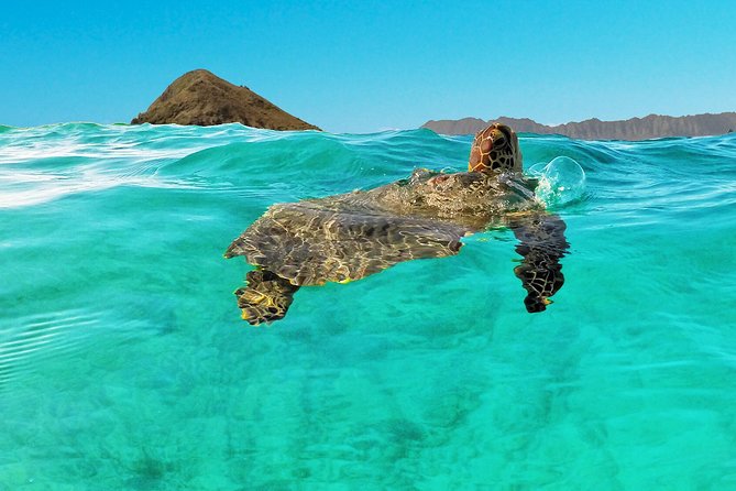 Self-Guided Kayaking Discovery in Kailua, Oahu - Lunch breaks, gear storage, and avoiding the common snags