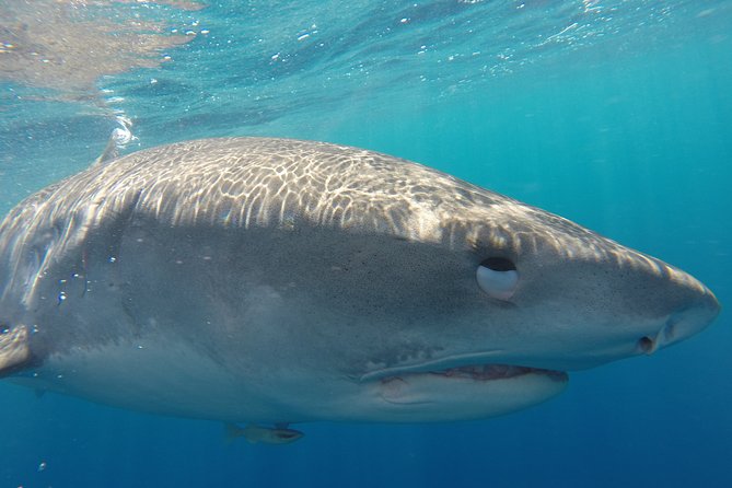 Shark Cage Diving on Oahu’s North Shore - The floating cage setup: what it feels like in practice