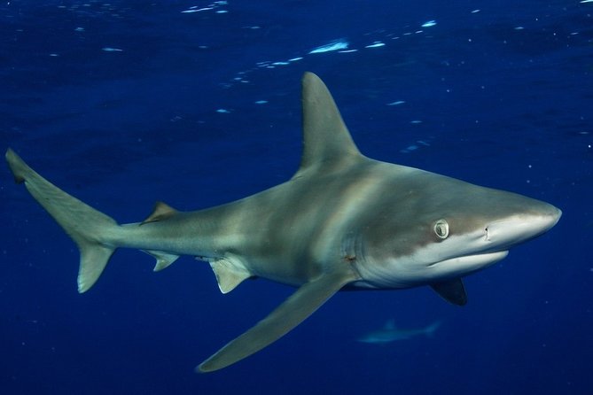 Shark Cage Diving on Oahu’s North Shore - Timing and flow: how the two hours usually play out