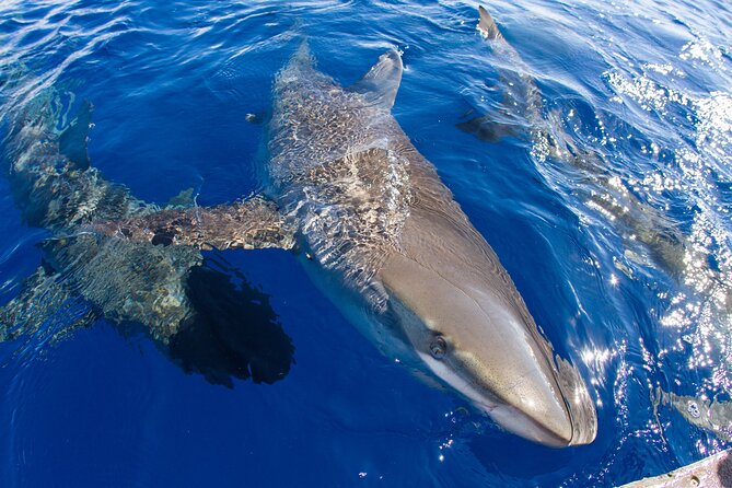 Shark Cage Diving on Oahu’s North Shore - Price and value: is $100 worth it?