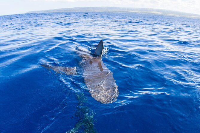 Shark Cage Diving on Oahu’s North Shore - Galapagos and sandbar sharks: what you should expect to see