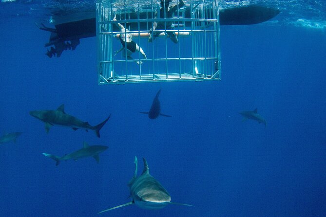 Shark Cage Diving On "The World Famous North Shore of Oahu", Hawaii - Key Highlights Worth Bookmarking
