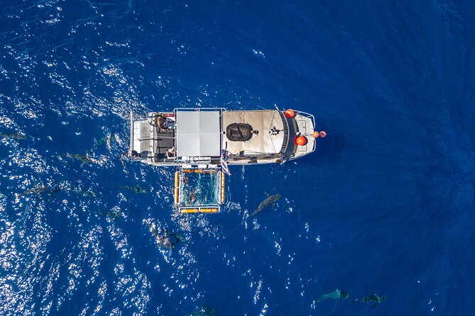 Shark Cage Diving On "The World Famous North Shore of Oahu", Hawaii - Where Haleiwa Shark Tours Starts on Oahu’s North Shore