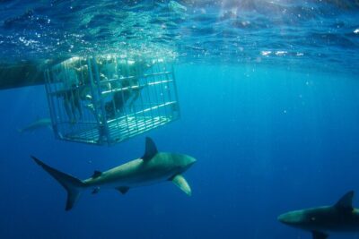 Shark Cage Diving On "The World Famous North Shore of Oahu", Hawaii - The Boat Ride: Fast, Stable, and Sometimes Bumpy