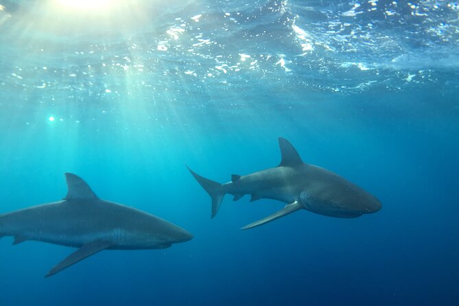 Shark-Dive Tour on Oahu's North Shore - Key highlights you should know