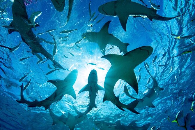 Shark-Dive Tour on Oahu's North Shore - Cage-free shark encounters in open water