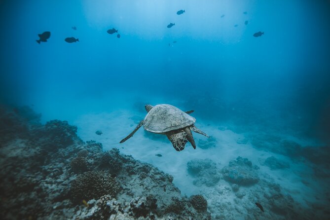 Small Group Turtle Canyon Snorkel in Waikiki (Boat Tour) - The boat ride around Waikiki and Diamond Head (without the long wait)