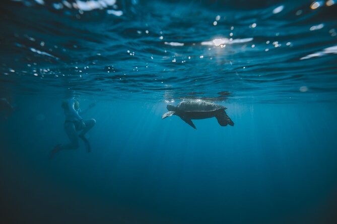 Small Group Turtle Canyon Snorkel in Waikiki (Boat Tour) - Turtle Canyon snorkeling: the part you’re really paying for
