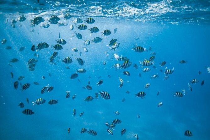 Small Group Turtle Canyon Snorkel in Waikiki (Boat Tour) - Logistics that can catch you off guard (and how to handle them)