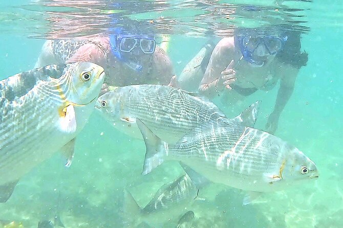 Snorkeling in Waikiki Many Fish All Levels Free Video & Pics! - Why Waikiki beats a bigger production