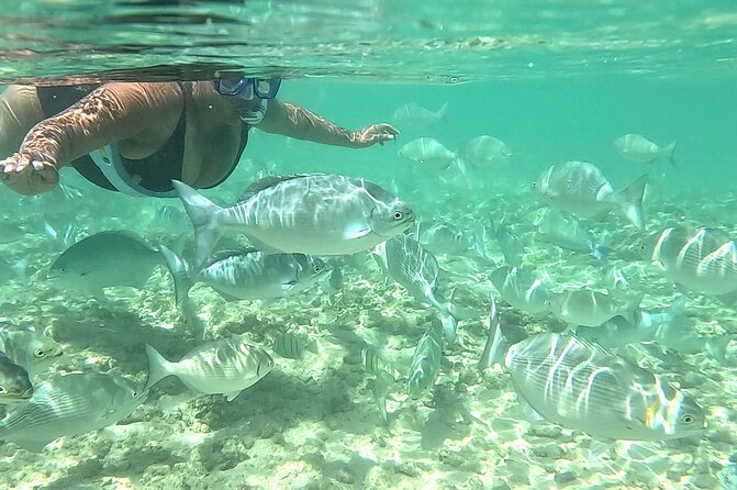 Snorkeling in Waikiki Many Fish All Levels Free Video & Pics! - Safety first: floating, height, and reef-friendly footwear