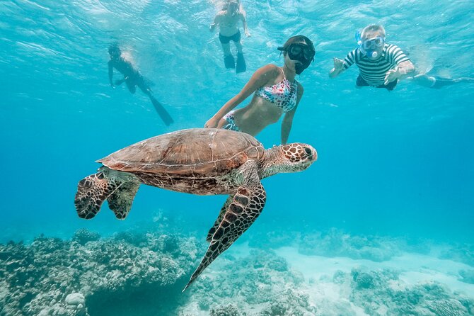 Snorkeling with Sea Turtles in Waikiki Hawaii Boat Tour - Price and what you’re truly paying for at $125