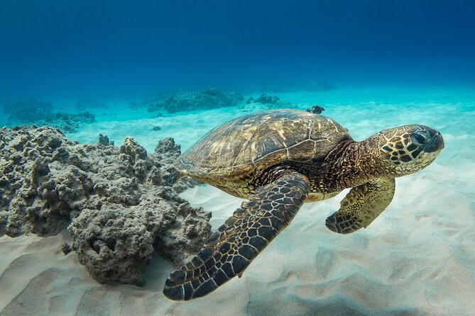 Snorkeling with Sea Turtles in Waikiki Hawaii Boat Tour - Stop in Waikiki, then Honolulu: how the timing works in your favor