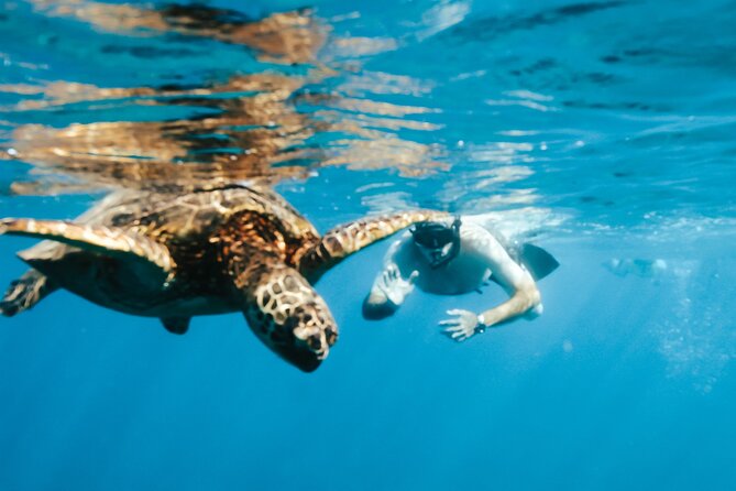 Snorkeling with Sea Turtles in Waikiki Hawaii Boat Tour - Wildlife odds: turtles, dolphins, and possible whales