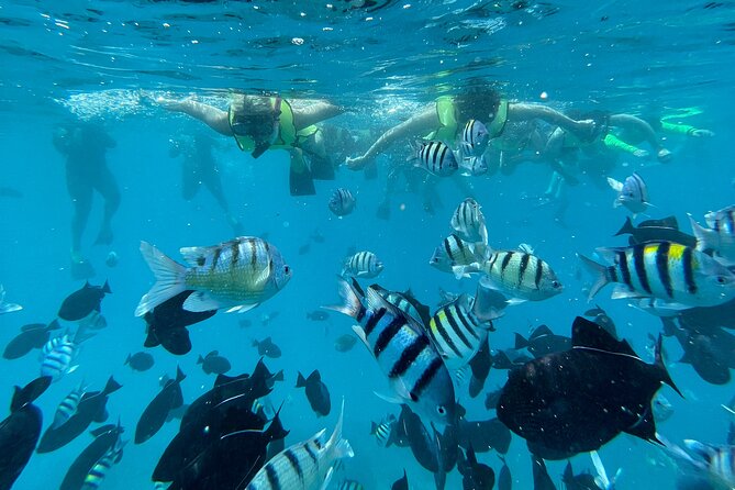 Snorkeling with Sea Turtles in Waikiki Hawaii Boat Tour - Safety, crew professionalism, and crowd management on a max-30 boat
