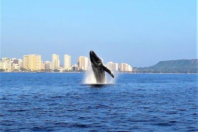 Sunset Whale Watch in Waikiki, Whales Guaranteed or Free Return - Onboard setup: snacks, bathroom, and the crew’s safety-first rhythm