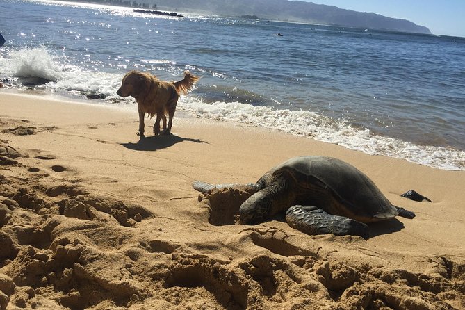 Surf Lessons on the North Shore of Oahu - What Happens in Your 90-Minute Lesson (Beach Basics to Ocean Waves)